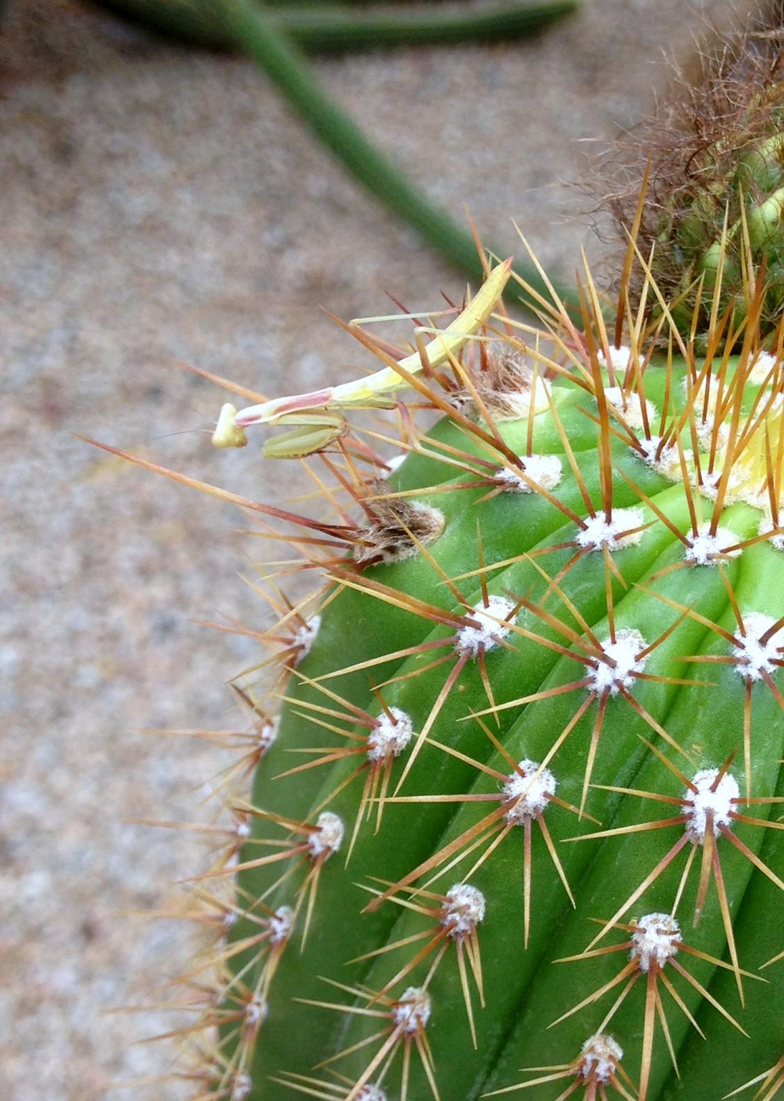 mantis and cactus flower 3